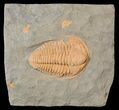 Hamatolenus vincenti Trilobite - Tinjdad, Morocco #63103-1
